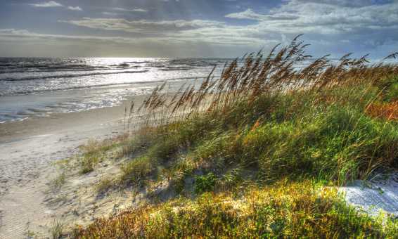 Grassy dunes and the shoreline