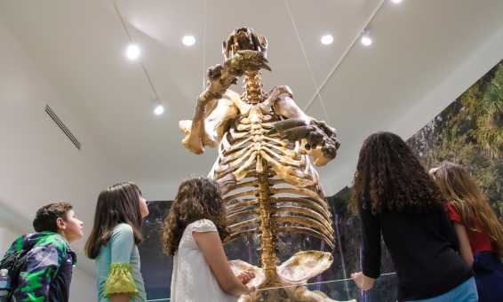 Museum of Arts & Sciences - Ground Sloth