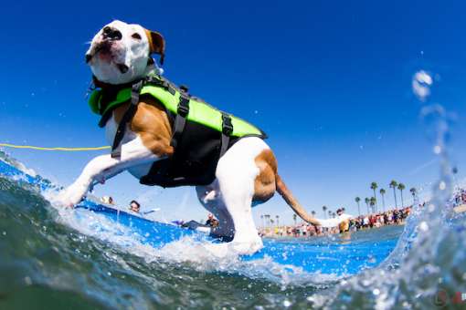Surf City Surf Dog