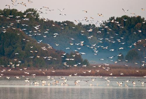 Birding at Bombay Hook National Wildlife Refuge