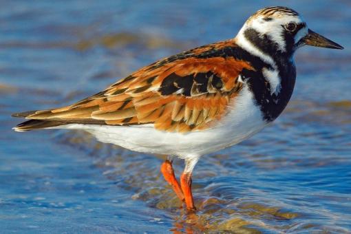 Ruddy Turnstone