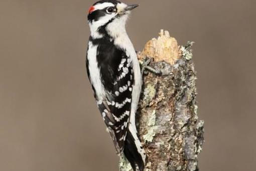 Downy Woodpecker