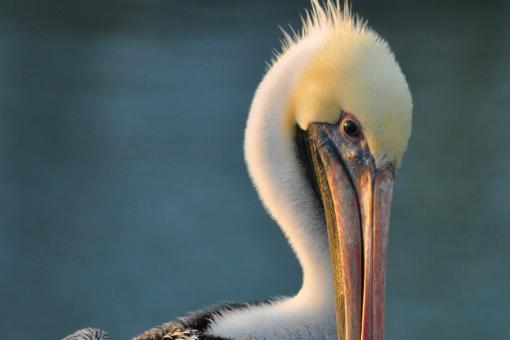 Brown Pelican