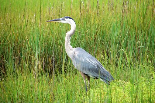 Great Blue Heron