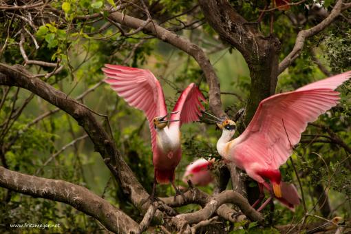 Roseate Spoonbill