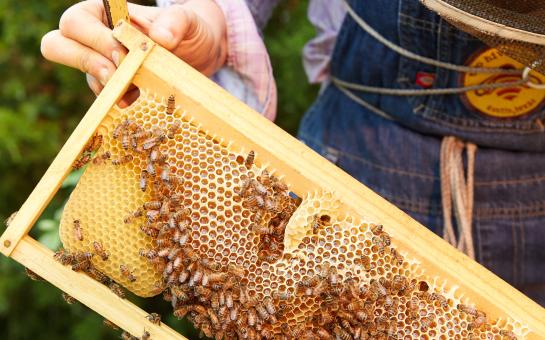 A frame of bees, hard at work!