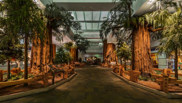 Lobby at Yosemite Airport featuring replica Sequoia trees