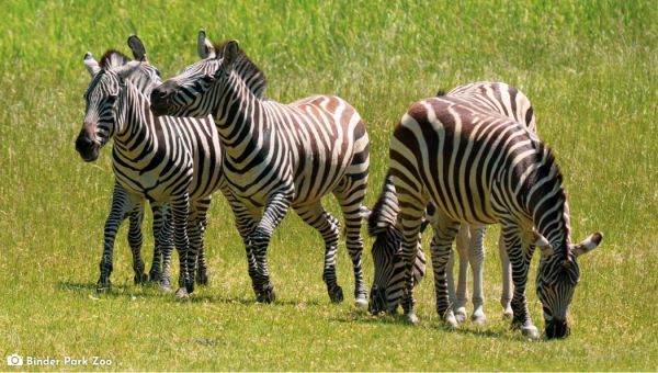 Animal & Zoos