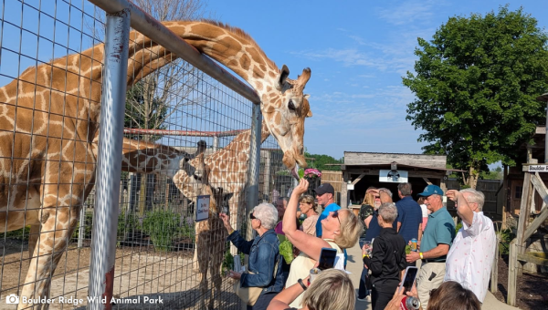 Animal & Zoos