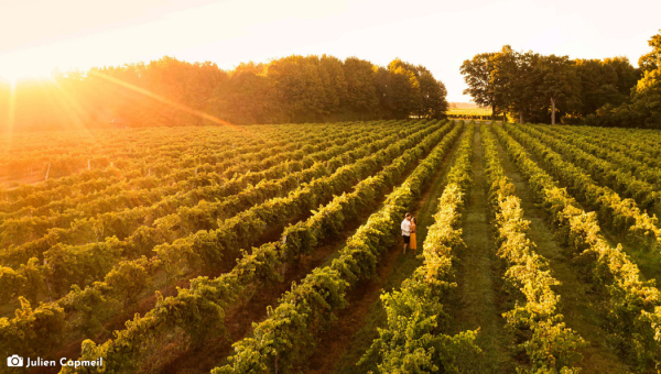 Wine Editorial 2026