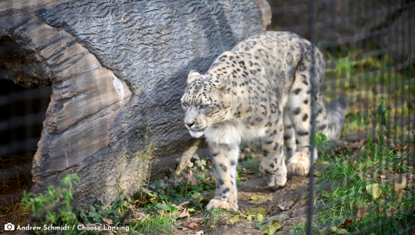 Animal & Zoos