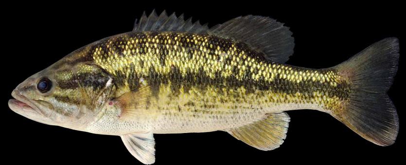 spotted bass
