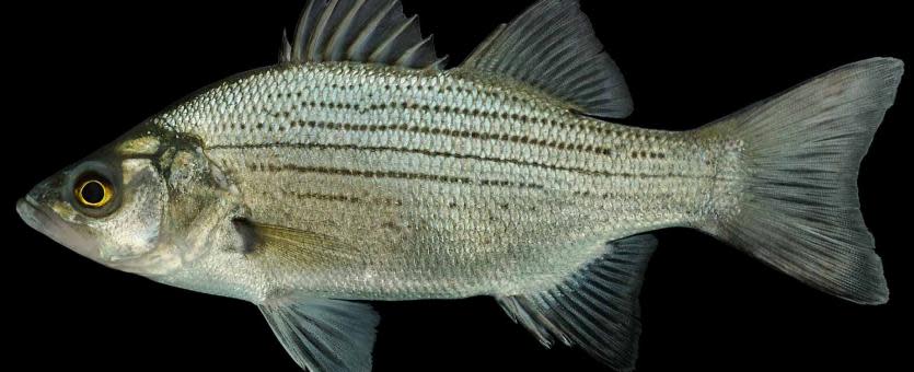 white bass
