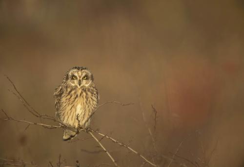 Short Eared Owl at RSPB nature reserve