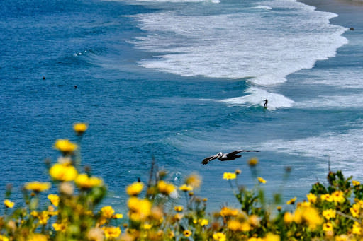 Birds soaring over the ocean at an Overlook at the Dana Point Headlands Conservation Area Trail