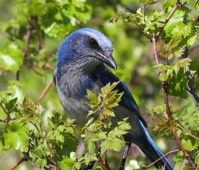 Closeup of the rare Florida Scrub Jay