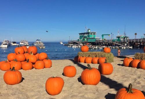 Pumpkins on the Beach