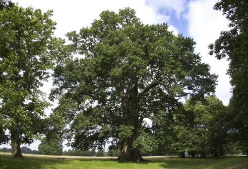 The Norman Oak, Petworth Park