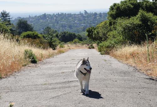 Dog walking down the trail at Pulgas Ridge Park in San Mateo County, CA