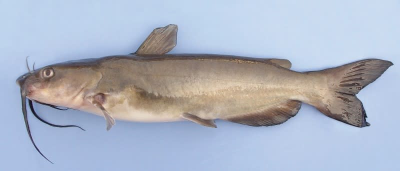 Channel Catfish