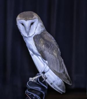 GCV&M Owl