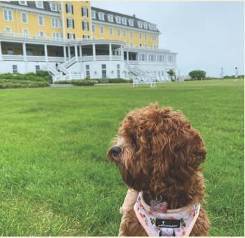 Yappy Hour at Ocean House