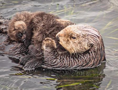 Otter with Pup