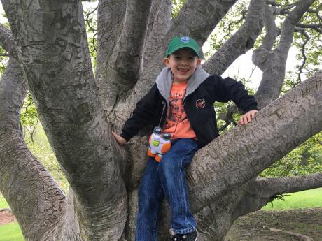 Boy in tree at Highland Park