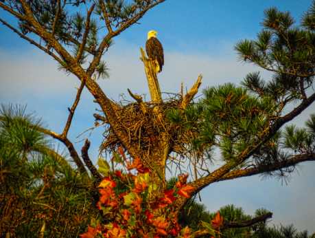 DSCT Bald - Eagle-William Niven