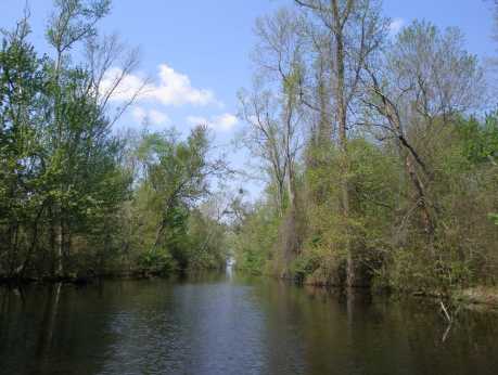 Great Dismal Swamp National Wildlife Refuge