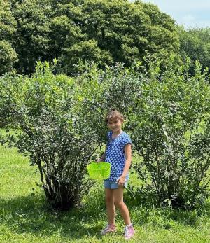 Girl Picking Blueberries at Bridge Avenue Perries
