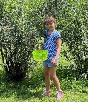 Girl Picking Blueberries at Bridge Avenue Perries