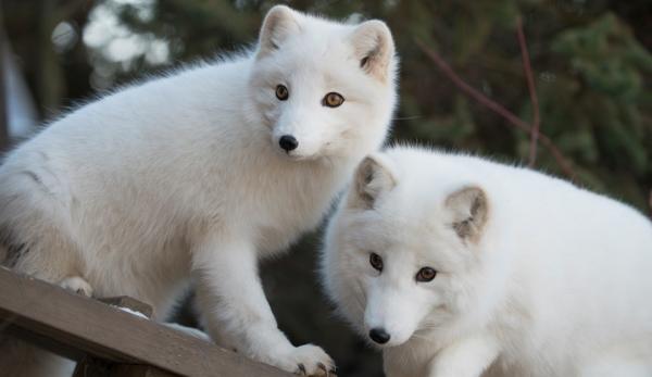 Arctic Fox