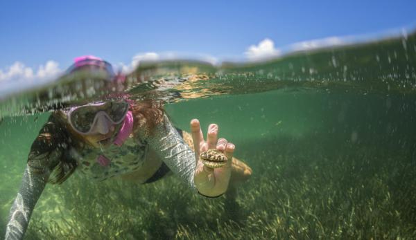 girl snorkeling holding a scallop