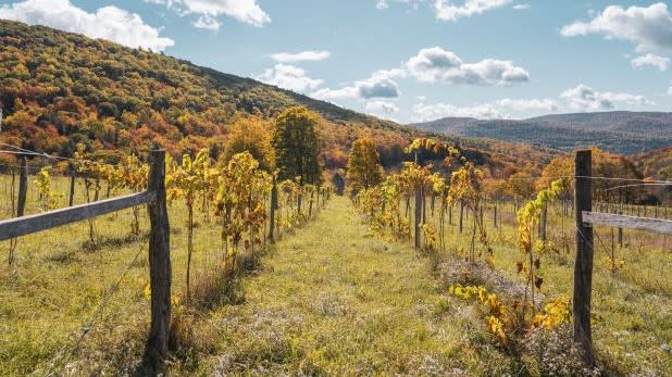 POV of someone walking through the Dear Native Grapes Vineyard in Fall in the Catskills