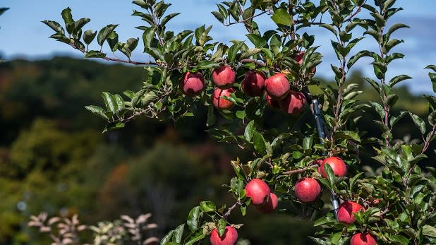 Hudson Valley Orchards