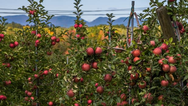 Apple trees filled with bright red apples with a mountain view in the background