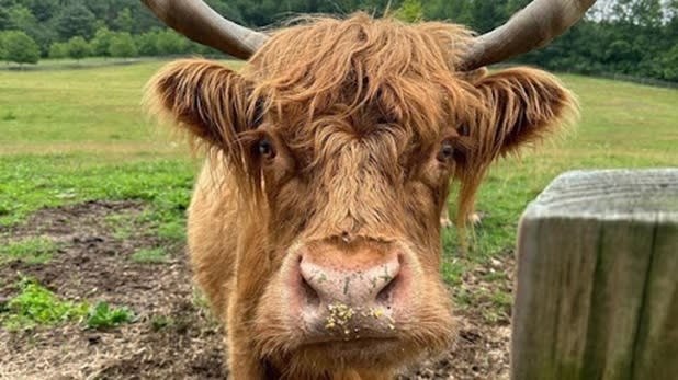 A brown cow looking into the camera