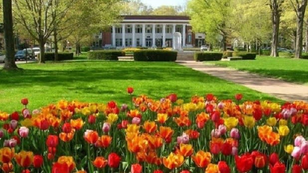 Various colors of tulips with the campus of the Chautauqua Institute in the background