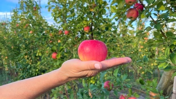 A person holds a bright red apple in front of a grove of trees at Indian Ladder Farms