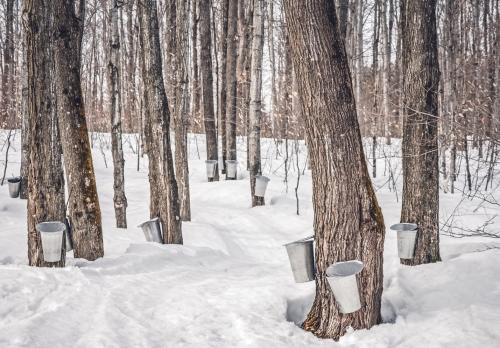 Tapping Maple Trees