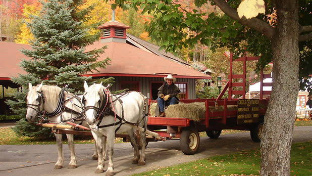 Two white horses pull a hayride at Circle B Ranch