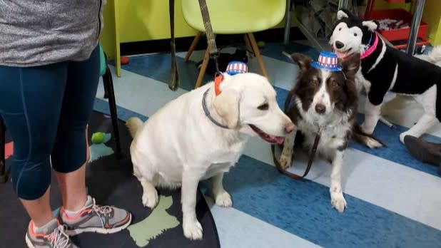 Two dogs wearing red, white, and blue hats sit on a floor next to a person in athletic shoes. A stuffed animal dog is in the background.