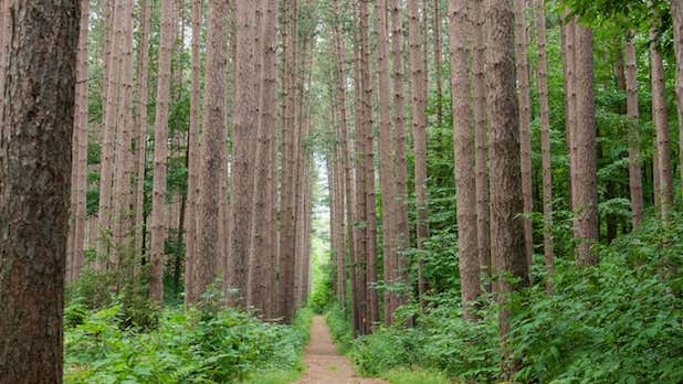 a wood chip path runs through a green, wooded forest