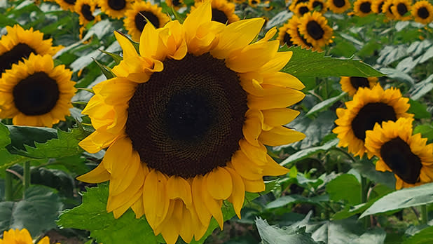 Sunflower field at Meadowbrook Farm Catskills