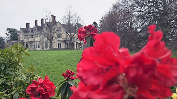 Red rhododendrons in bloom outside Coe Hall at Planting Fields