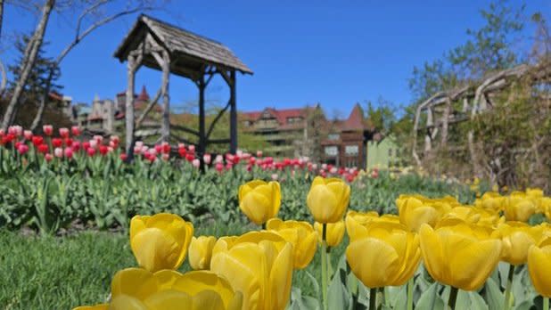 close up of yellow tulips with pink tulips, a wood archway, and Mohonk Mountain House in the background