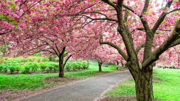 Cherry Esplanade - bright pink cherry blossoms canopy over a paved pathway through green grass