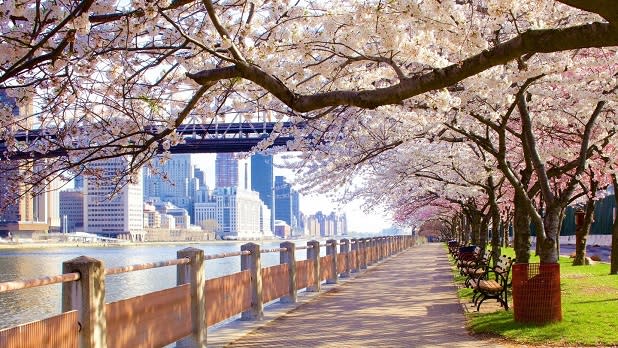 Pink cherry blossoms canopy over the walkway along a river with a view of Manhattan and a bridge in the background