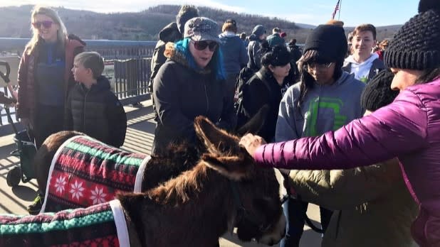 Visitors pet two blanket-covered donkeys on the Walkway Over The Hudson on a sunny day surrounded by bundled-up onlookers; the scene feels lively and friendly.